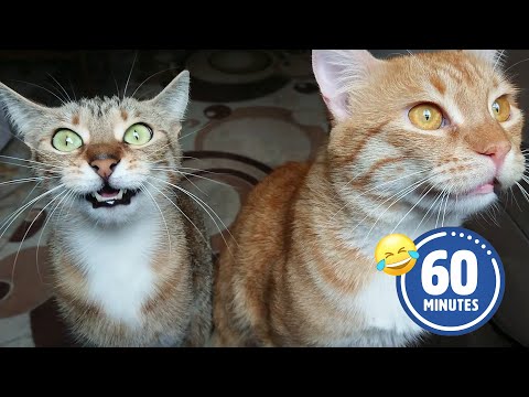 FUNNIEST Cats & Dogs 2024 😂 🤣 | BEST Pets to make you laugh! [Video]