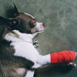 Cruciate ligament in dogs: surgery costs and alternatives [Video]