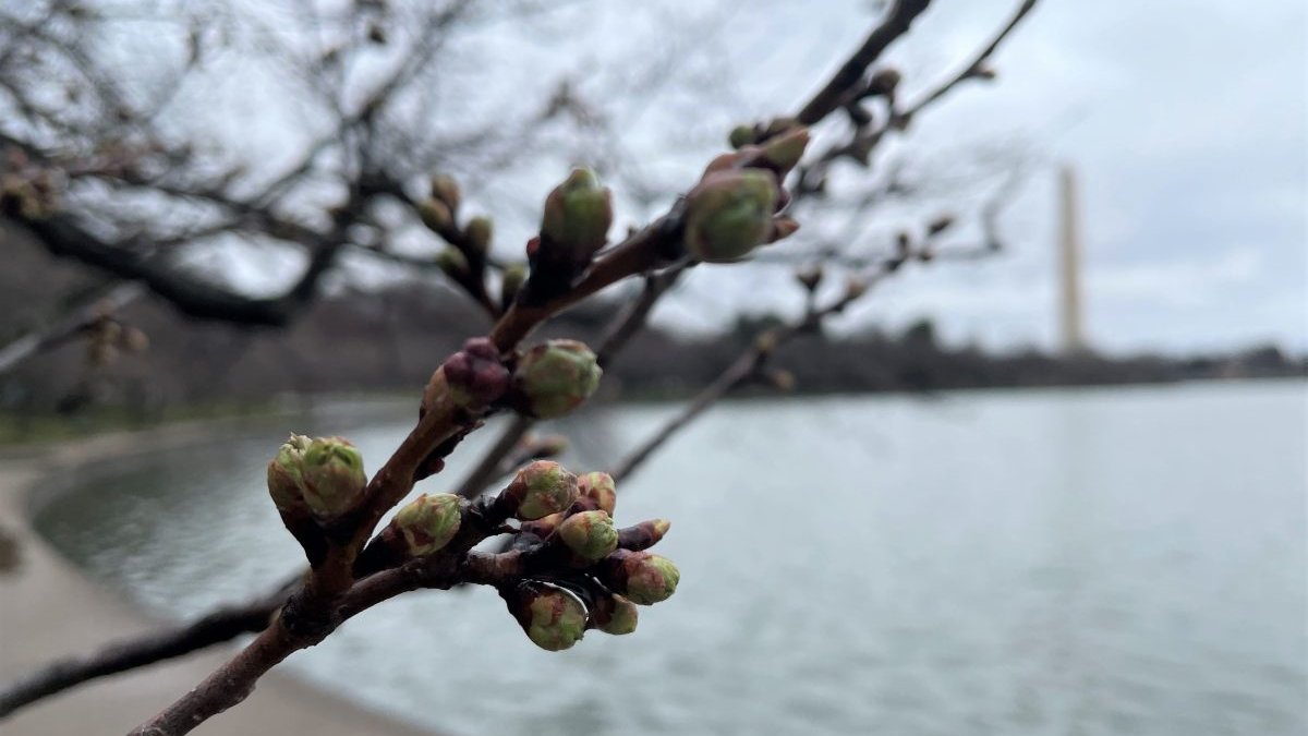 DC cherry trees reach 2nd of 6 stages toward peak bloom  NBC4 Washington [Video]
