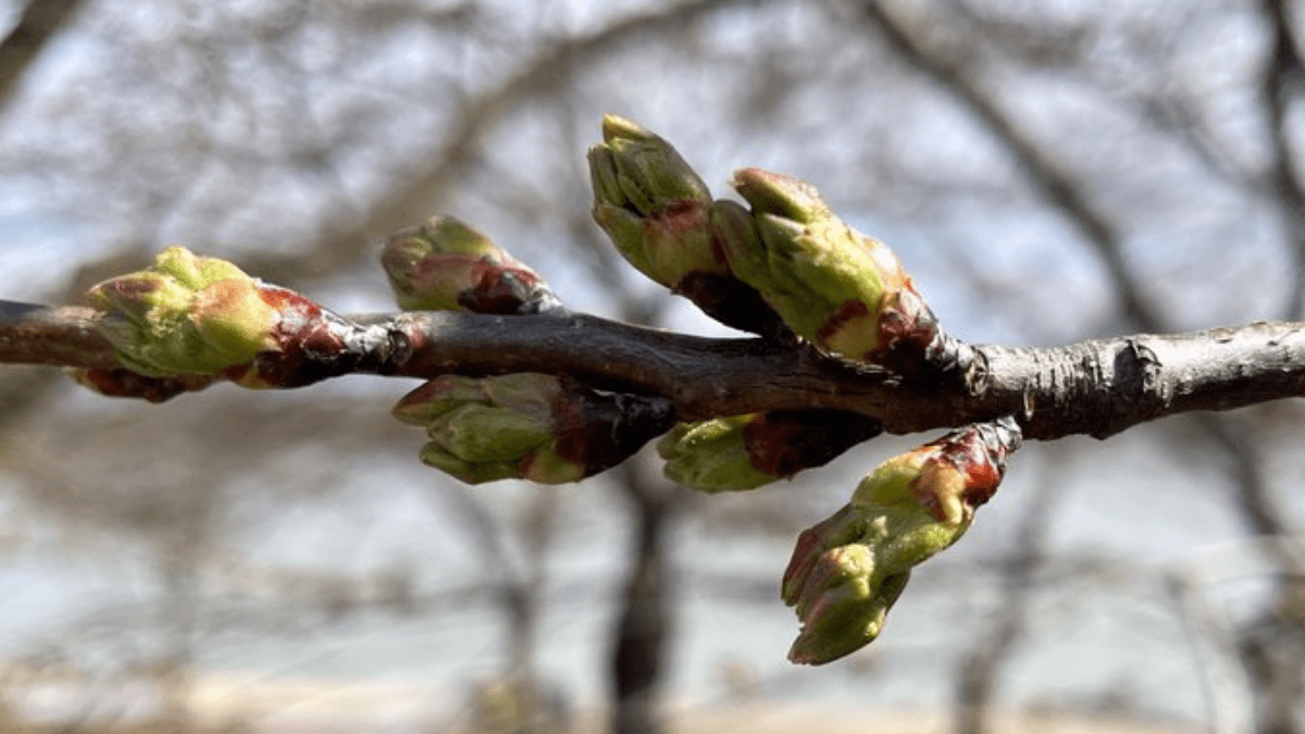 Cherry blossoms reach 3rd of 6 stages toward peak bloom  NBC4 Washington [Video]