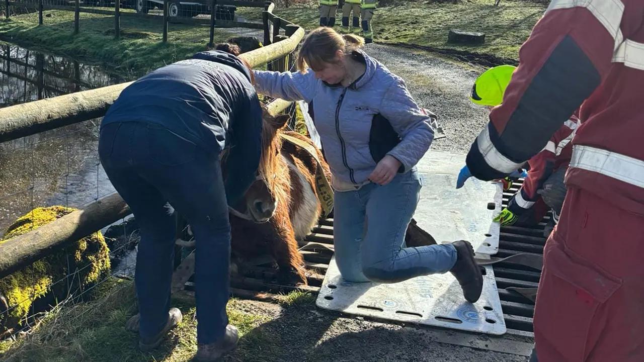 Shetland pony stuck in cattle grid rescued after 4-hour effort by emergency crews [Video]