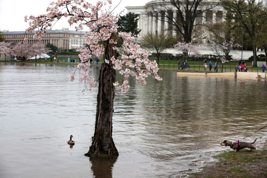 A brief history of the beloved cherry tree [Video]