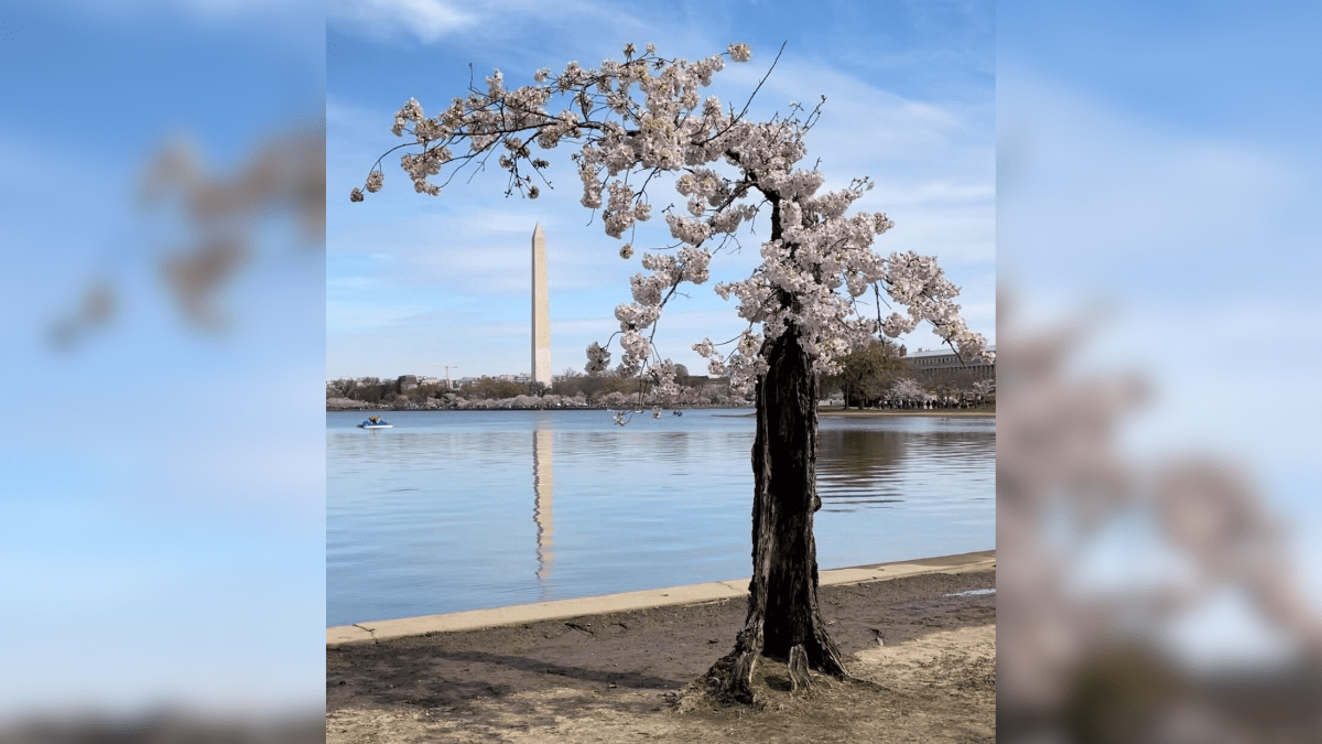 DCs favorite little cherry tree to be removed from Tidal Basin  NBC Los Angeles [Video]
