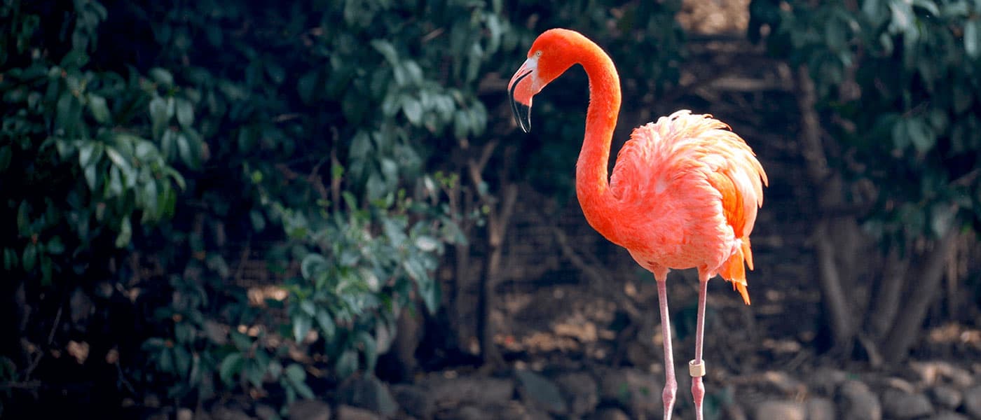 March 2024 Newsletter – Flamingo Marketing Strategies [Video]