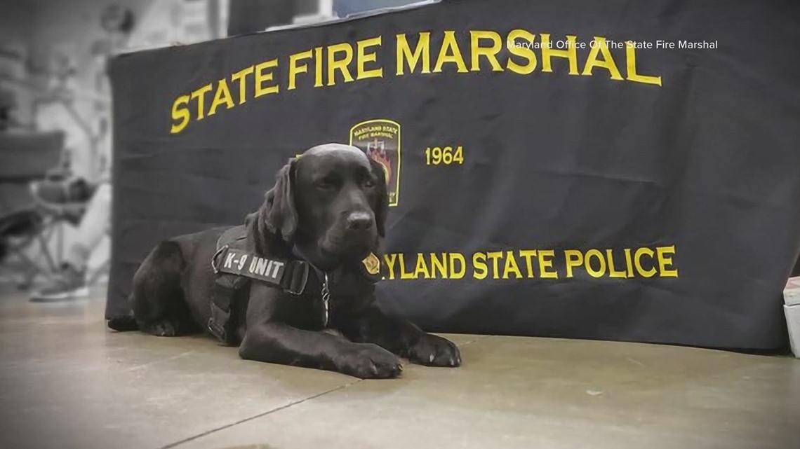 This K9 is calling it a career after 7 years of investigating Maryland arsons | Get Uplifted [Video]