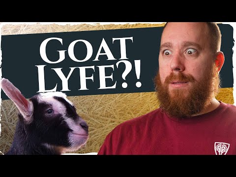 We Brought A Baby Goat Into The Shop! (adorable) S15E43 [Video]