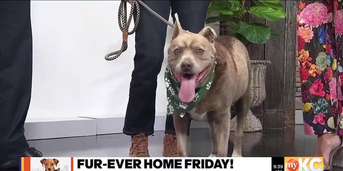 FURever Home Friday with KC Pet Project [Video]