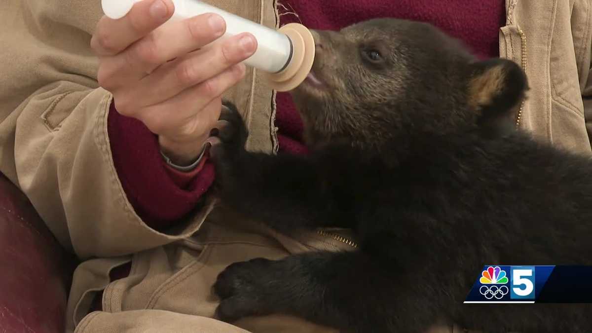 Rescued Vermont black bear cub thriving in rehab [Video]