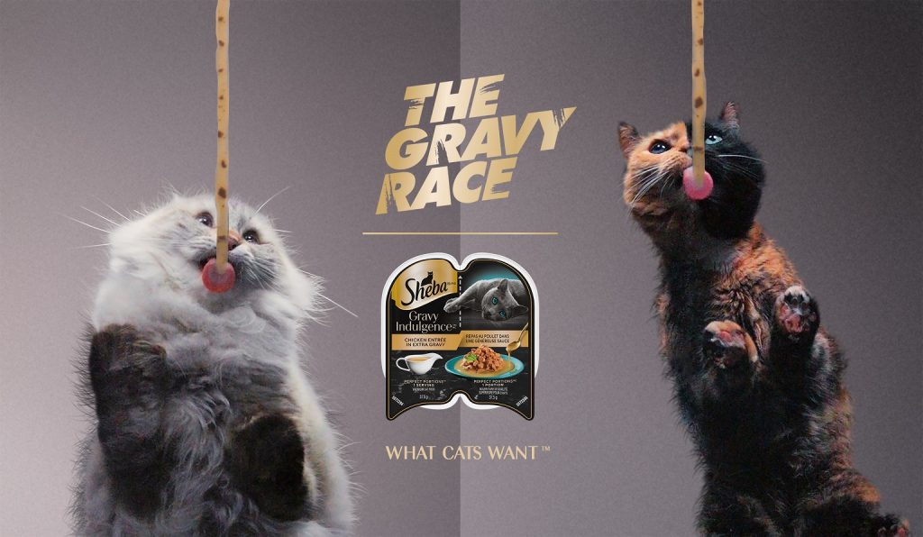 The SHEBABrand Assembles Some of the Internets Most Famous Cats To Race Each Other In The Gravy Race  Marketing Communication News [Video]