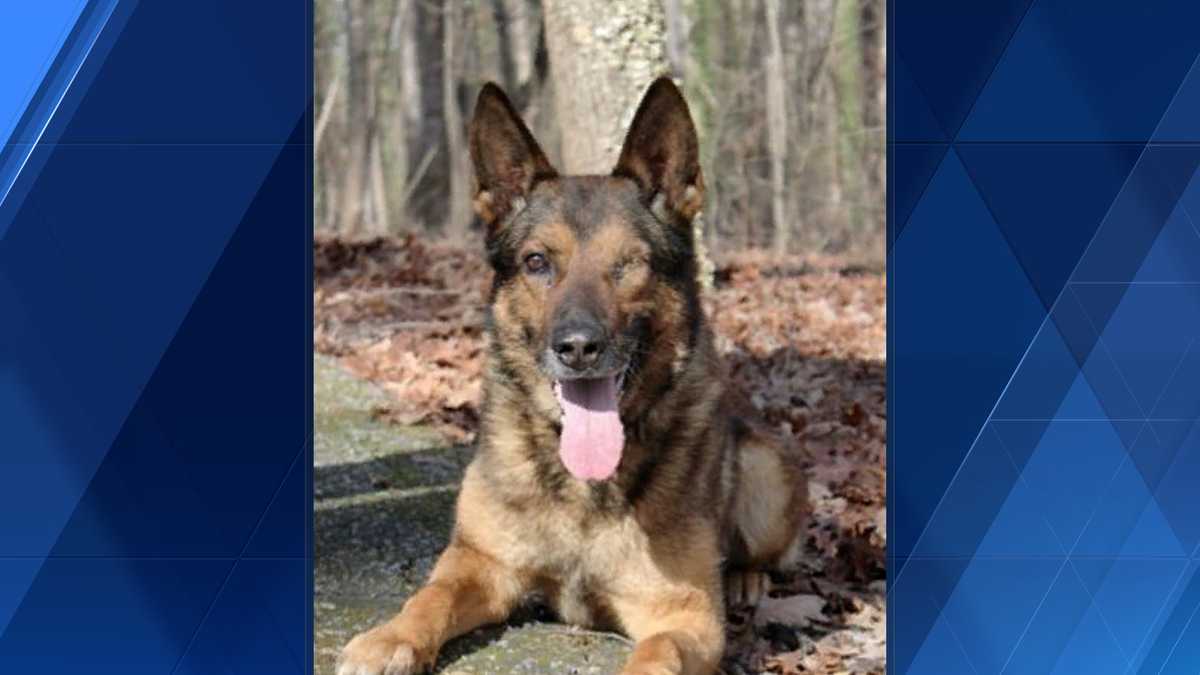 Iredell County Deputy Canine Rex retires after 10 years of service after losing an eye [Video]