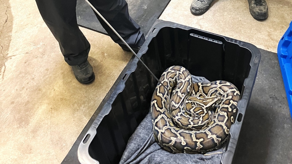 9-foot python seized from Chilliwack home: BCCOS [Video]