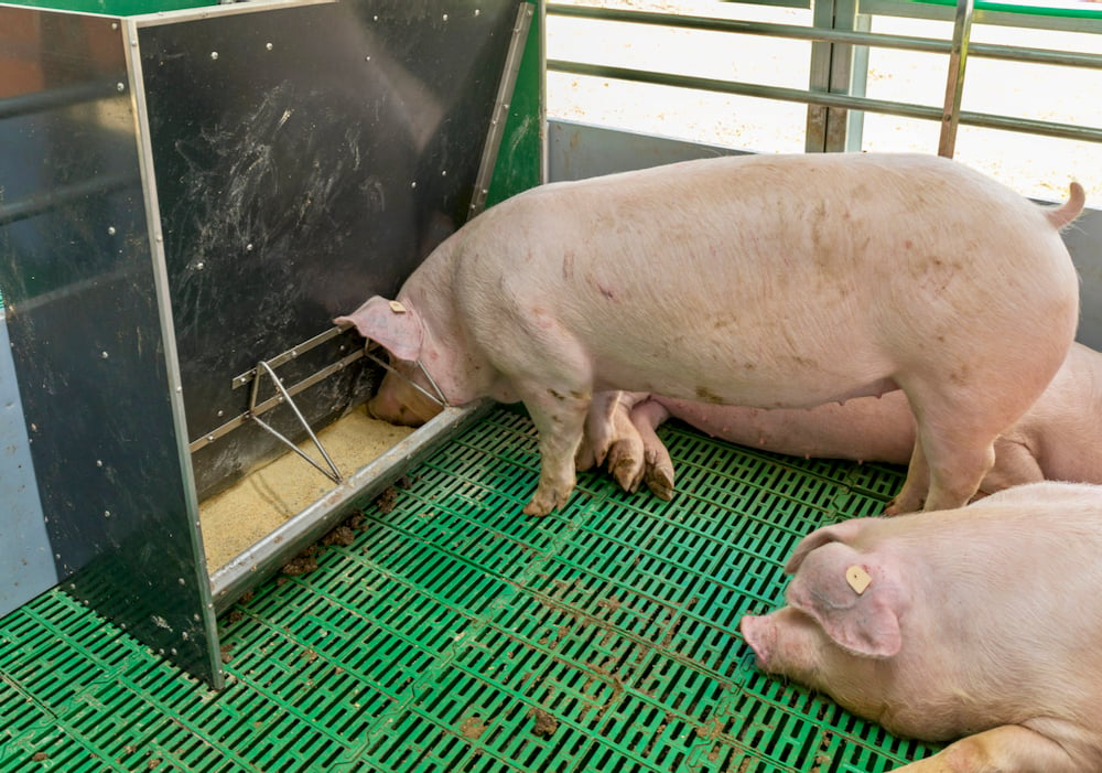 Strategies for producing antibiotic-free pork [Video]
