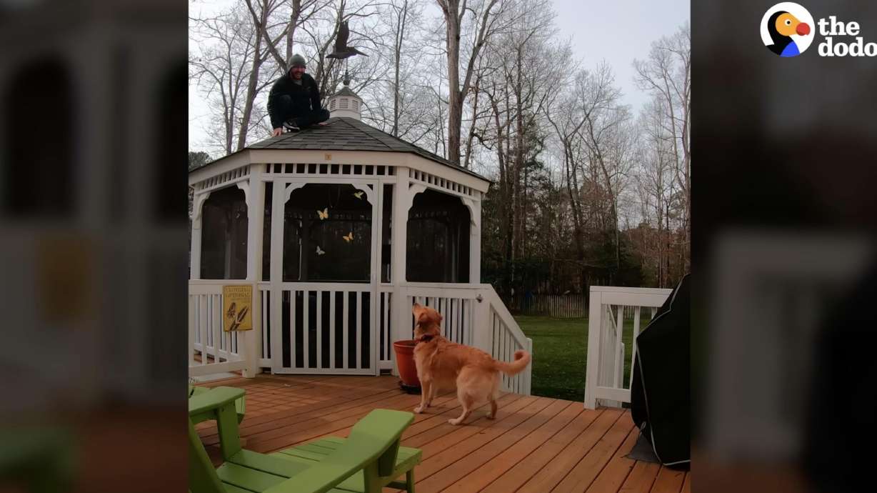 Have You Seen This? Golden retriever and her owners take hide-and-seek to new levels [Video]
