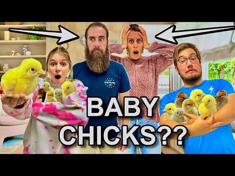 PRANKING my PARENTS with 60 BABY CHICKS!!! [Video]