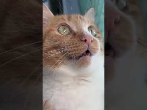 Curious Cat Stares Out The Window | FROM THE VAULT [Video]