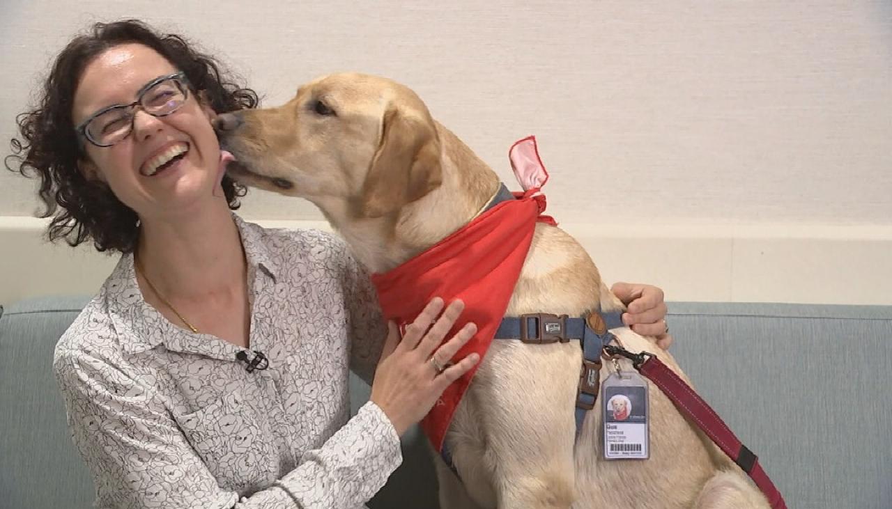 Auckland Hospital researching use of pet therapy dog to help patients suffering from pain [Video]