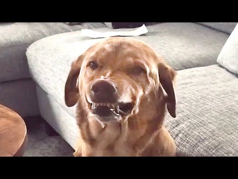 Guilty Dog is SO FUNNY 🤣 | Try Not to Laugh [Video]