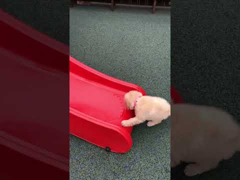 Adorable Puppy Plays on Slide! [Video]