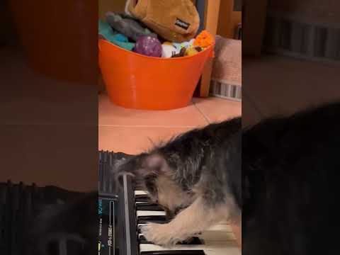 Terrier Puppy LOVES Playing Piano! [Video]
