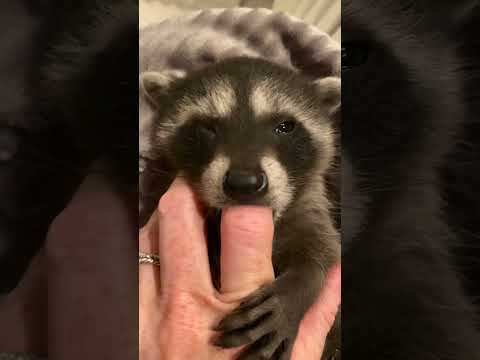 Baby Raccoon Nuzzles Pet Parent’s Finger [Video]