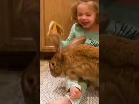 Adorable Easter Animals! [Video]