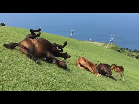 Hilarious Horses Slide Down Hill 😮| FUNNY Animal Videos 😍