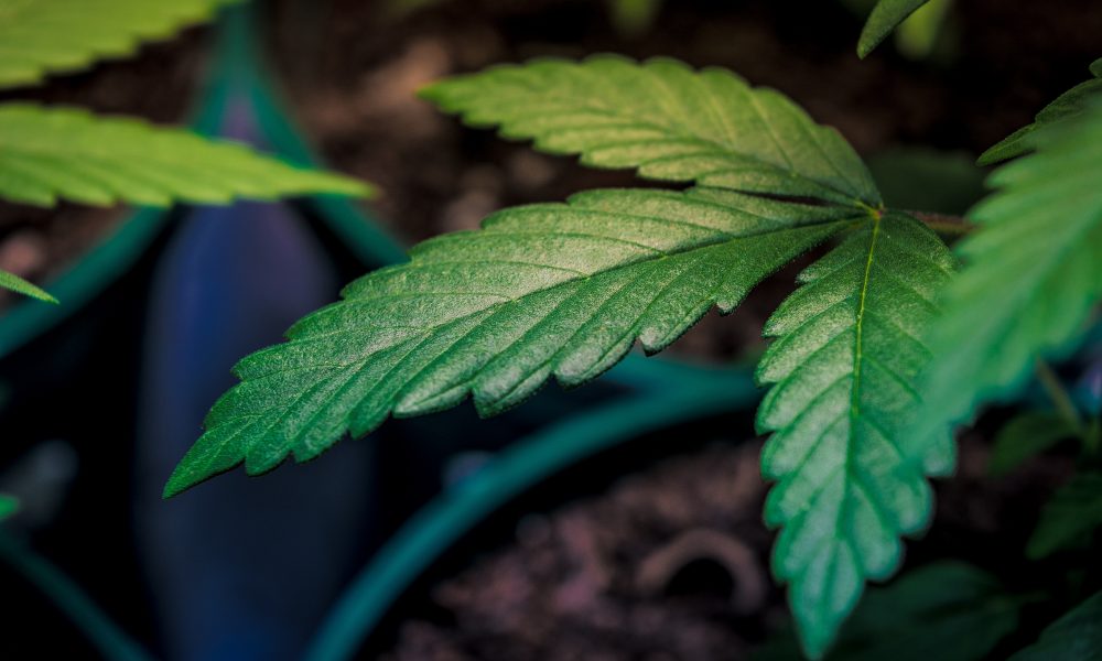 New Hampshire House Passes Bill To Legalize Marijuana Through ‘Agency Store’ Model That Senators Oppose [Video]