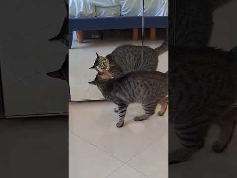 Super Confused Cat | FUNNIEST Pets of the Week [Video]