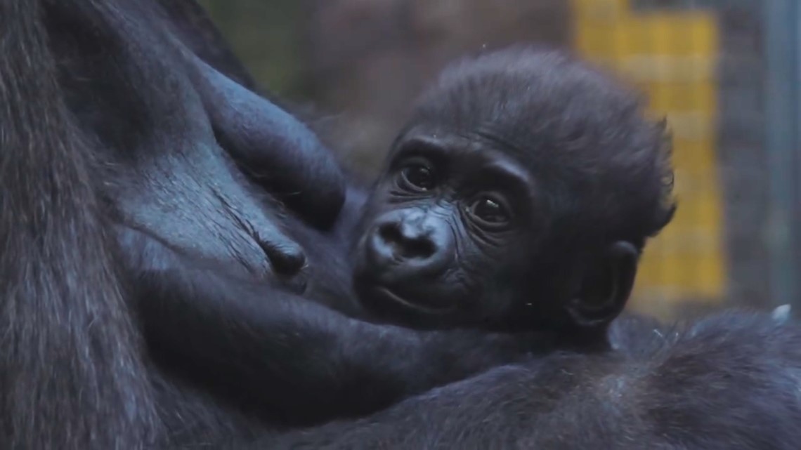 Baby gorilla Jameela: Cleveland Metroparks Zoo shares new update [Video]