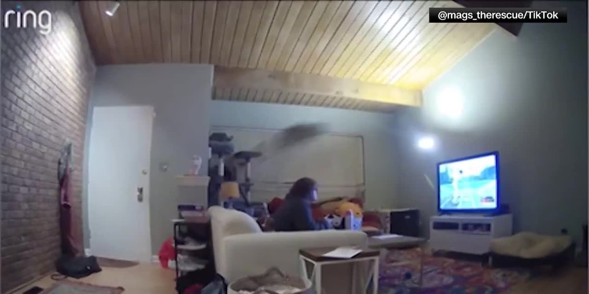 Scaredy-cat goes flying across room in viral TikTok [Video]