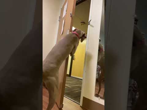 Smart Dog Opens Door By Himself! [Video]