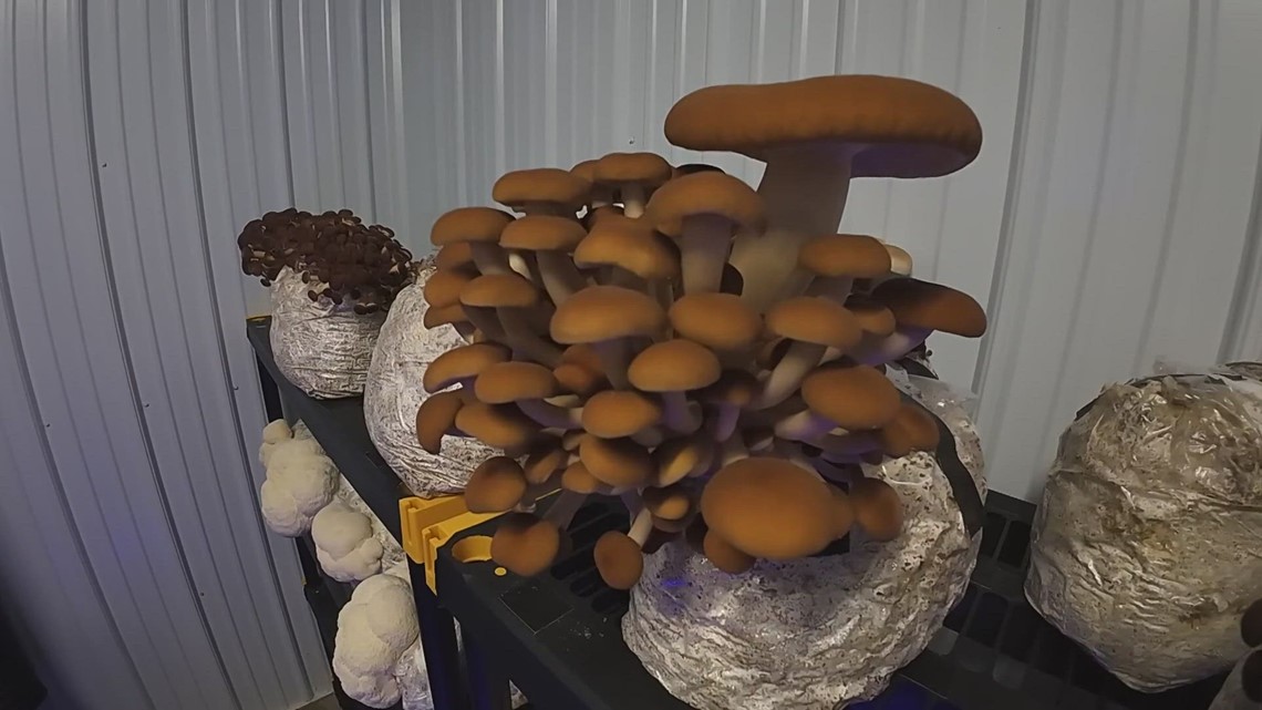 Small-business owner from Summit County specializes in growing exotic mushrooms [Video]