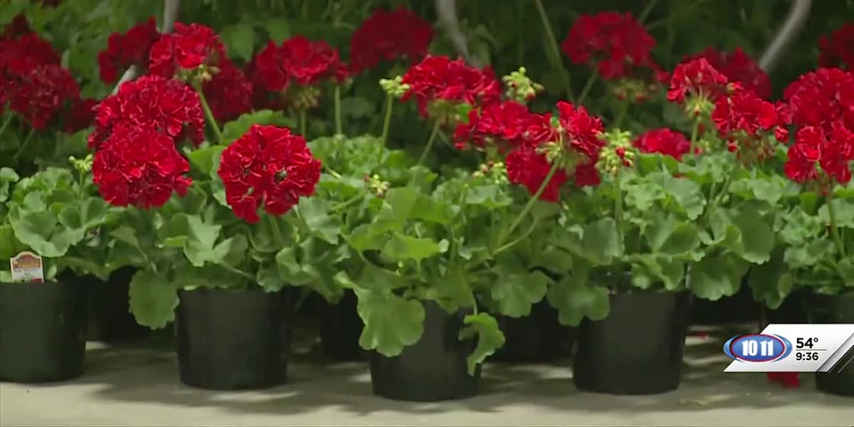 Nebraska Statewide Arboretum prepares for 2024 Spring Affair plant sale [Video]