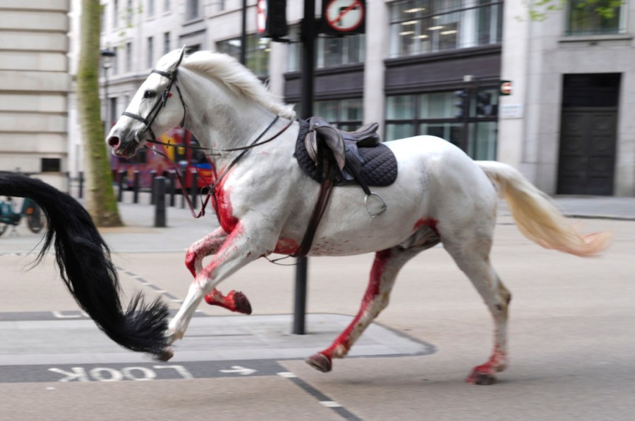 Military horses escape, injure multiple people in London [Video]