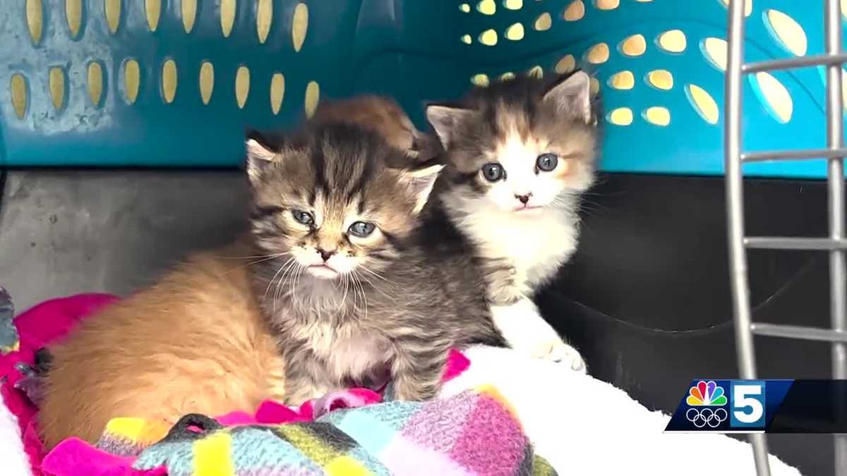 National kitten crisis overwhelming local rescues and shelters [Video]