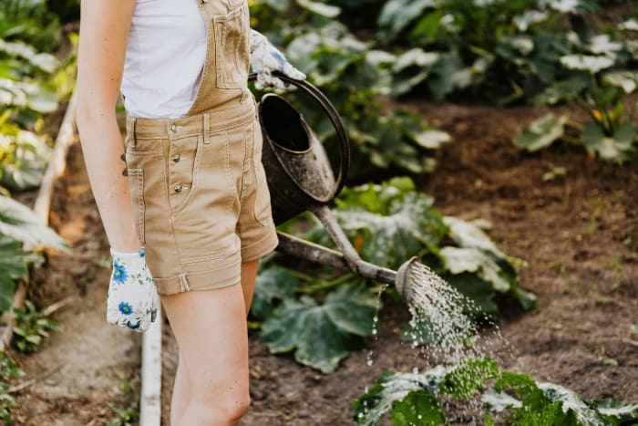 Planting your first garden? Here are 5 beginner tips to get you started [Video]