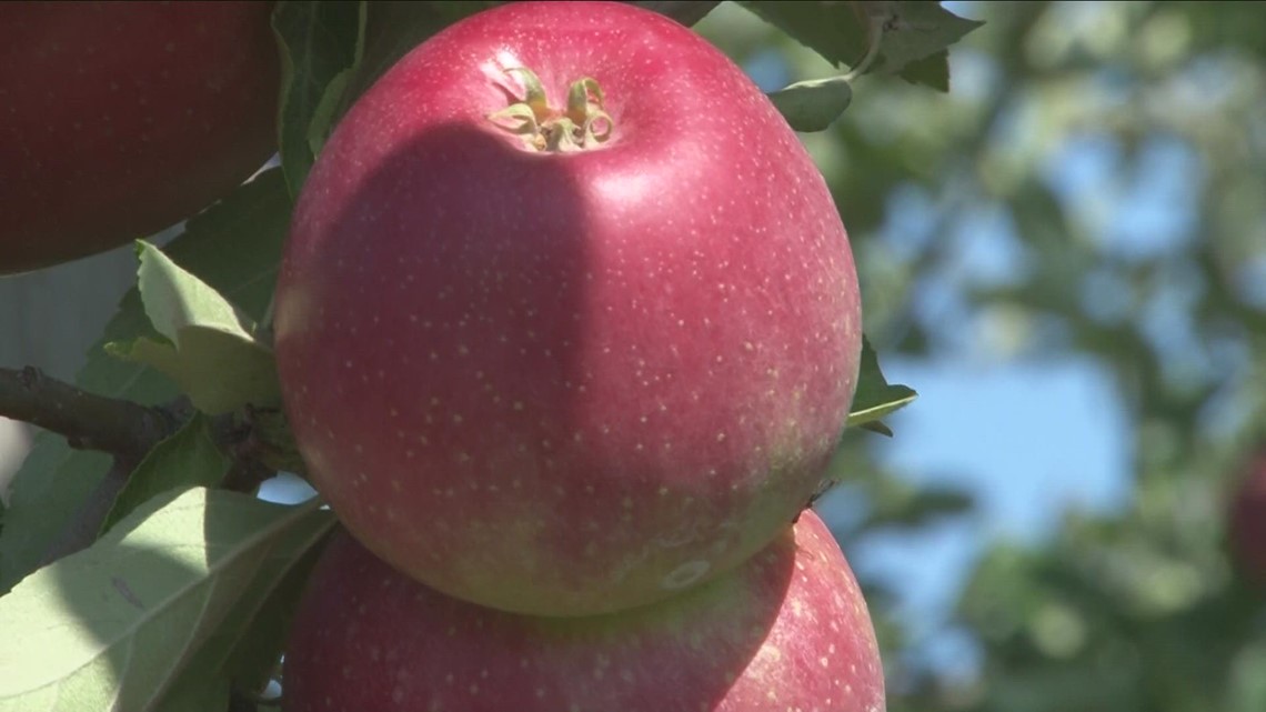 Cold overnight temperatures could cause headaches for New York apple growers [Video]