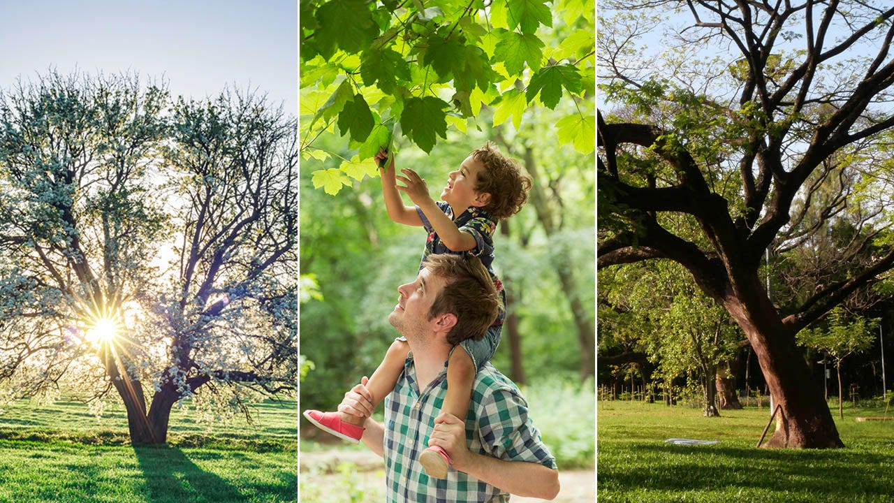 Arbor Day on April 26 celebrates trees and ‘represents a hope for the future’ [Video]