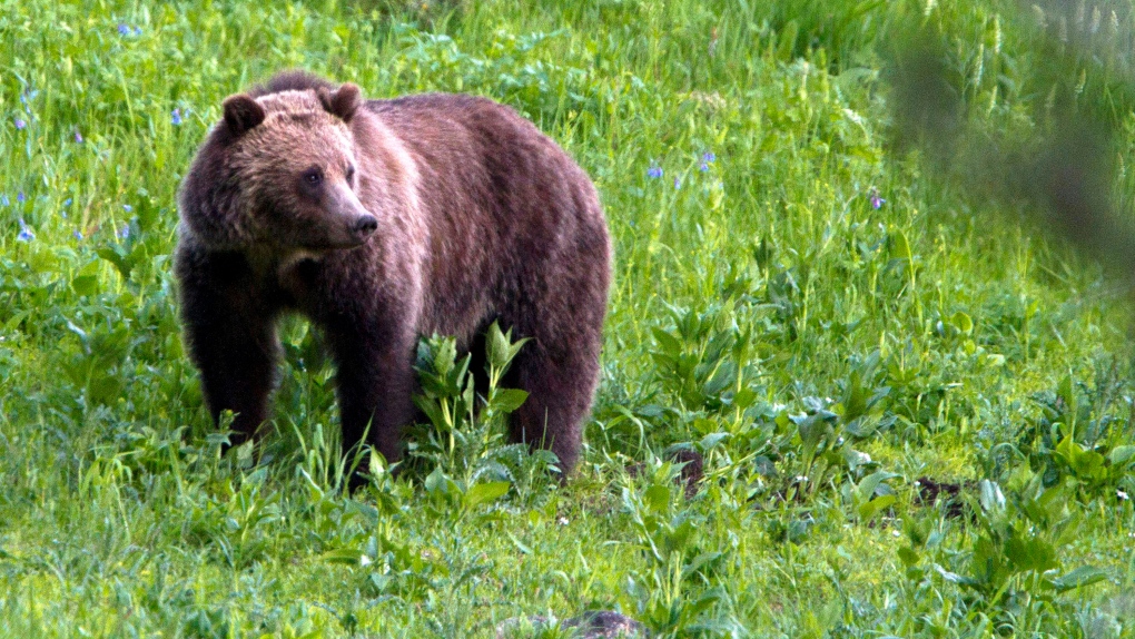 Illegal grizzly hunting leads to fine, ban for B.C. man [Video]