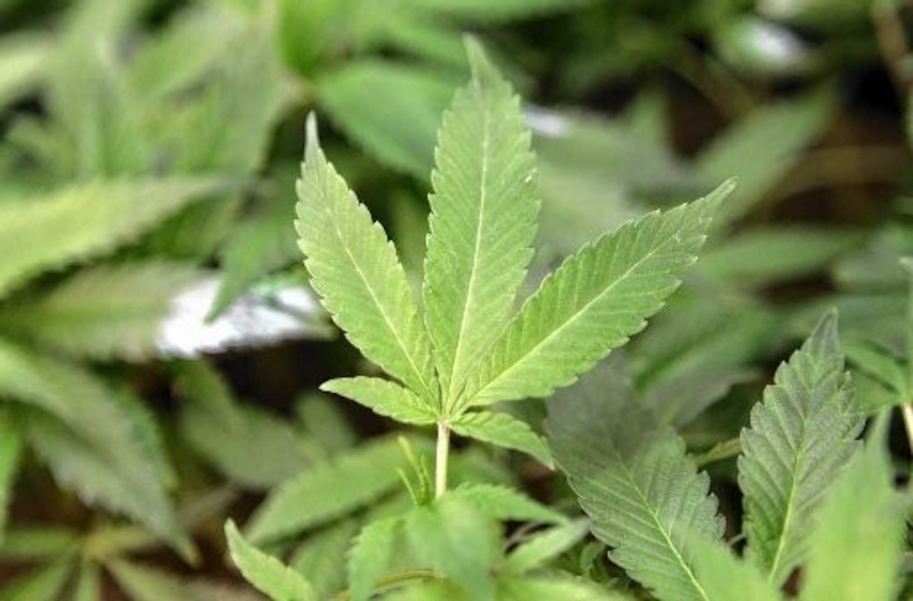 NY picks 5 firms to grow and sell medical marijuana [Video]