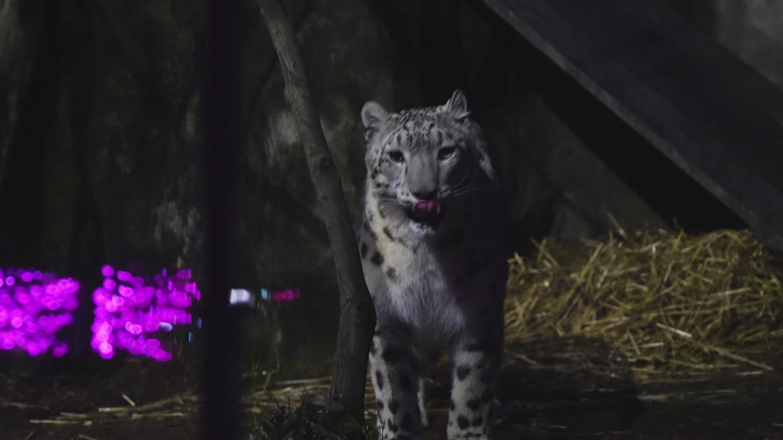 Akron Zoo hosts Wildlife Illuminated immersive experience event series [Video]