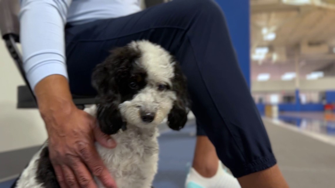 Bailey of the Mavs, NBA’s first emotional support dog, has died [Video]