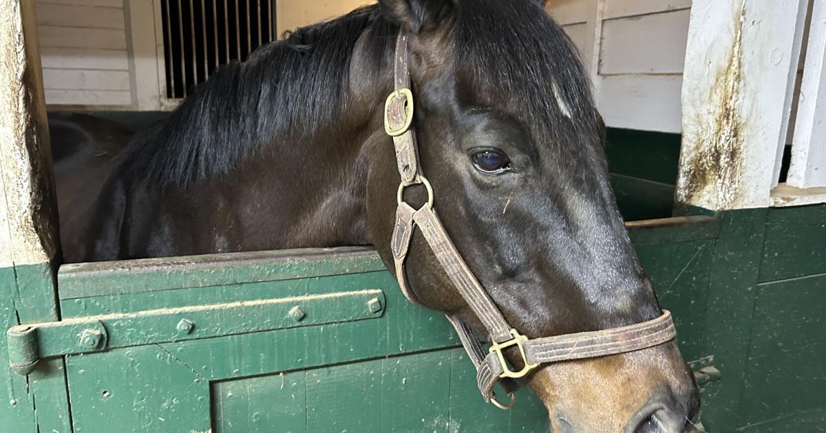 Second Stride needs your help to find retired thoroughbreds new homes | Morning [Video]