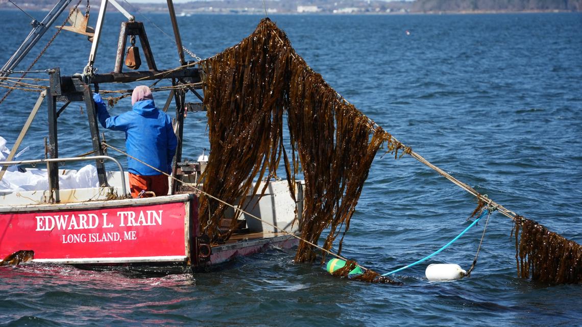 Maine kelp industry continues growth [Video]