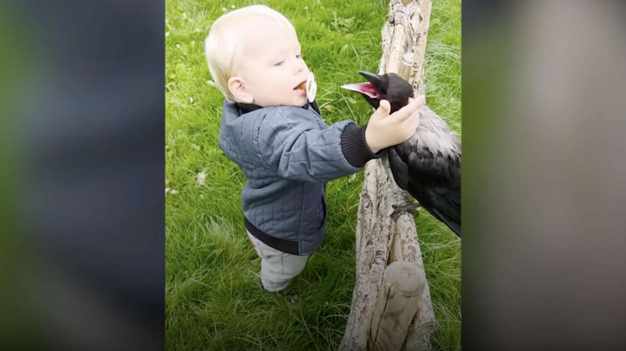 Have You Seen This? Russell the crow forms unique friendship with 2-year-old boy [Video]