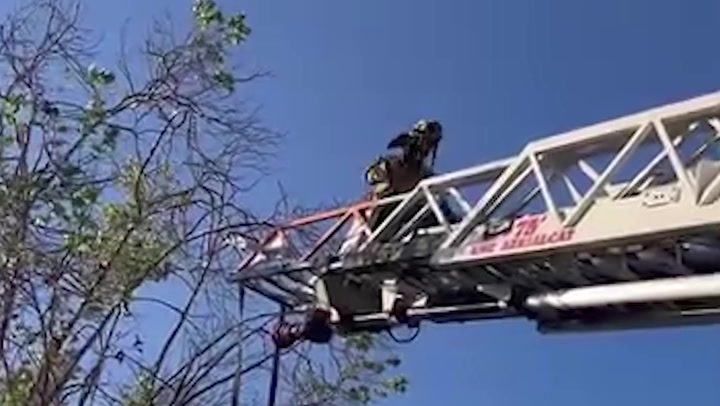 Parrot caught in fishing line rescued from tree by firefighters | Lifestyle [Video]
