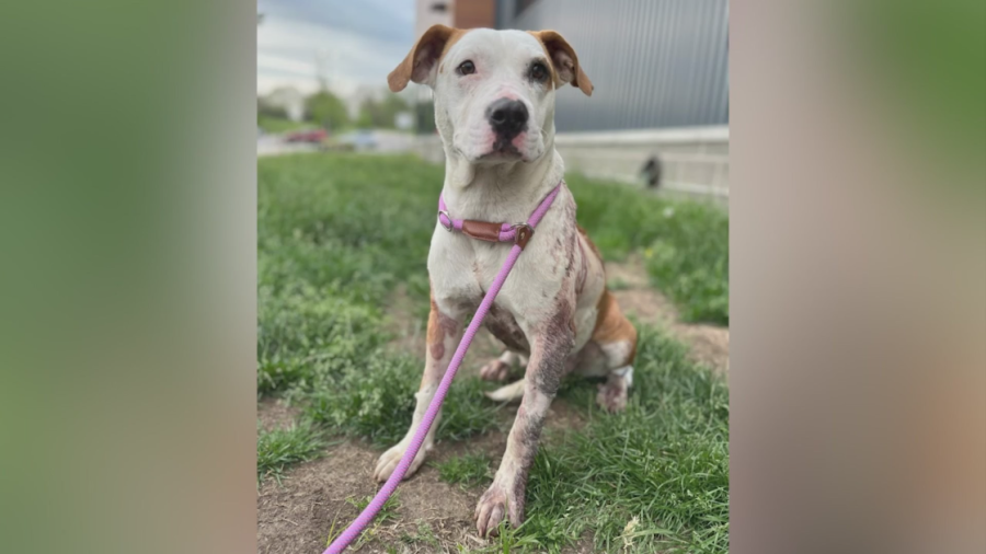 KC Pet Project helping injured dog shot by crossbow [Video]
