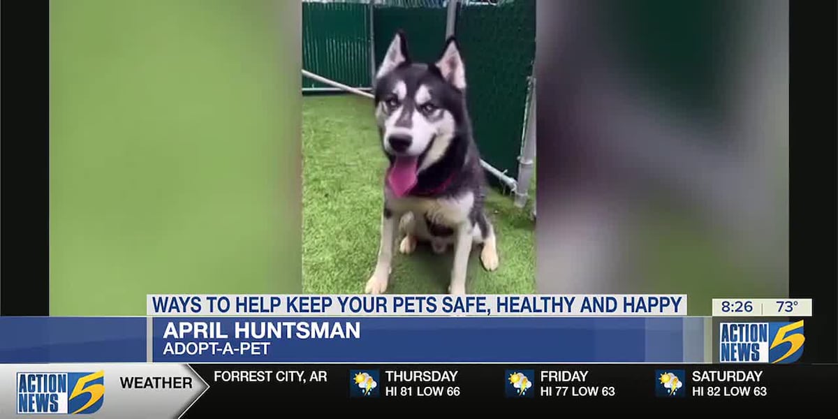 Ways to keep your pets safe, healthy and happy [Video]