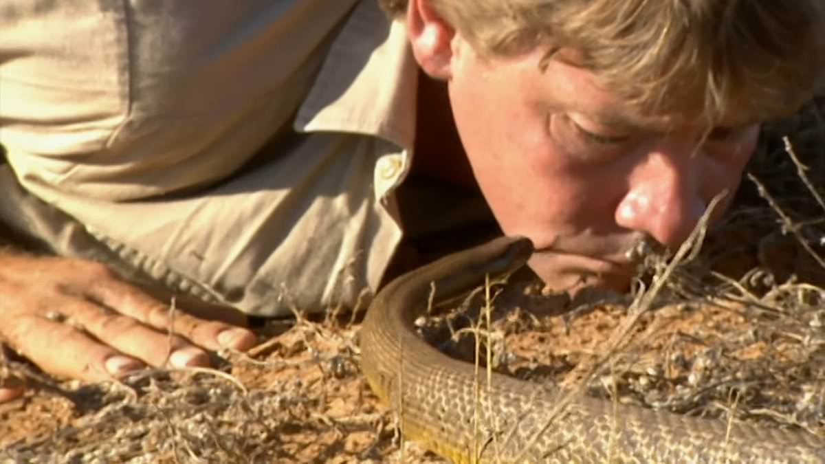 How Steve Irwin copycats face huge fines for pulling his deadly snake stunt in the quest for social media likes [Video]