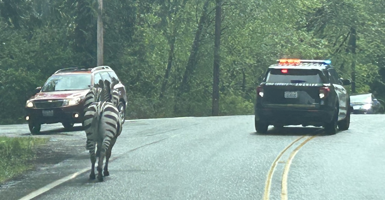 Missing zebra captured after almost week on the loose in NW [Video]
